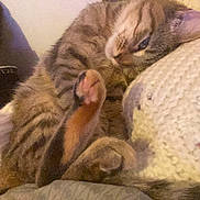Bella a rejoint le concours — aidez-le/la à gagner de superbes lots ! cat, tabby_cat, fluffy, furry, sleeping, relaxed, lying_down, paw, pet, animal, bed, blanket, bedroom, human, face, close_up, indoors, cozy, portrait, cuddling