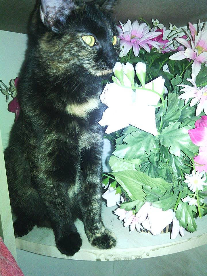 Emeraude
