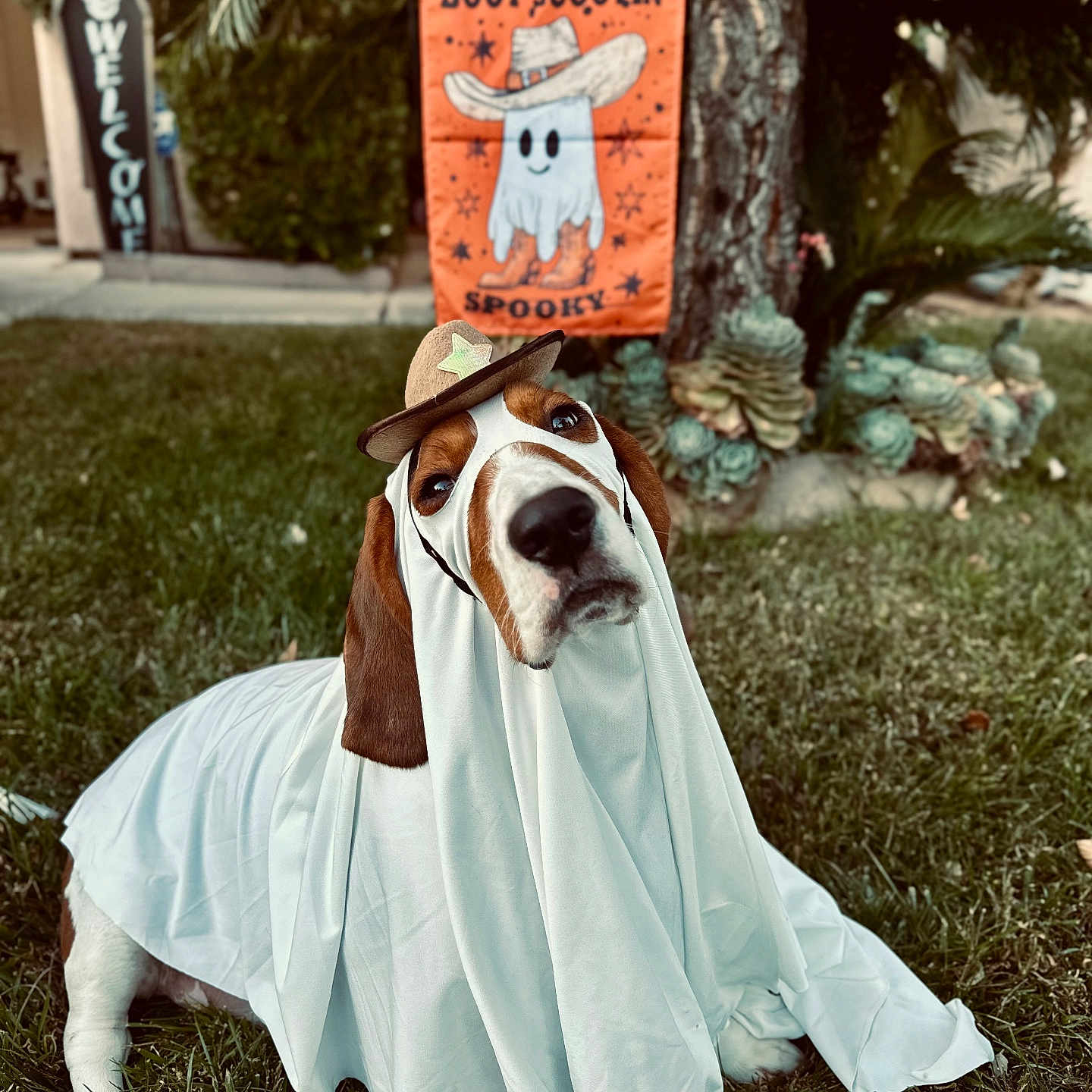 Pagan is registered to the contest to win money with this photo: animal, architecture, building, canine, clothing, costume, dog, dress, face, fashion, grass, head, hound, outdoors, person, pet, photography, plant, portrait, shelter