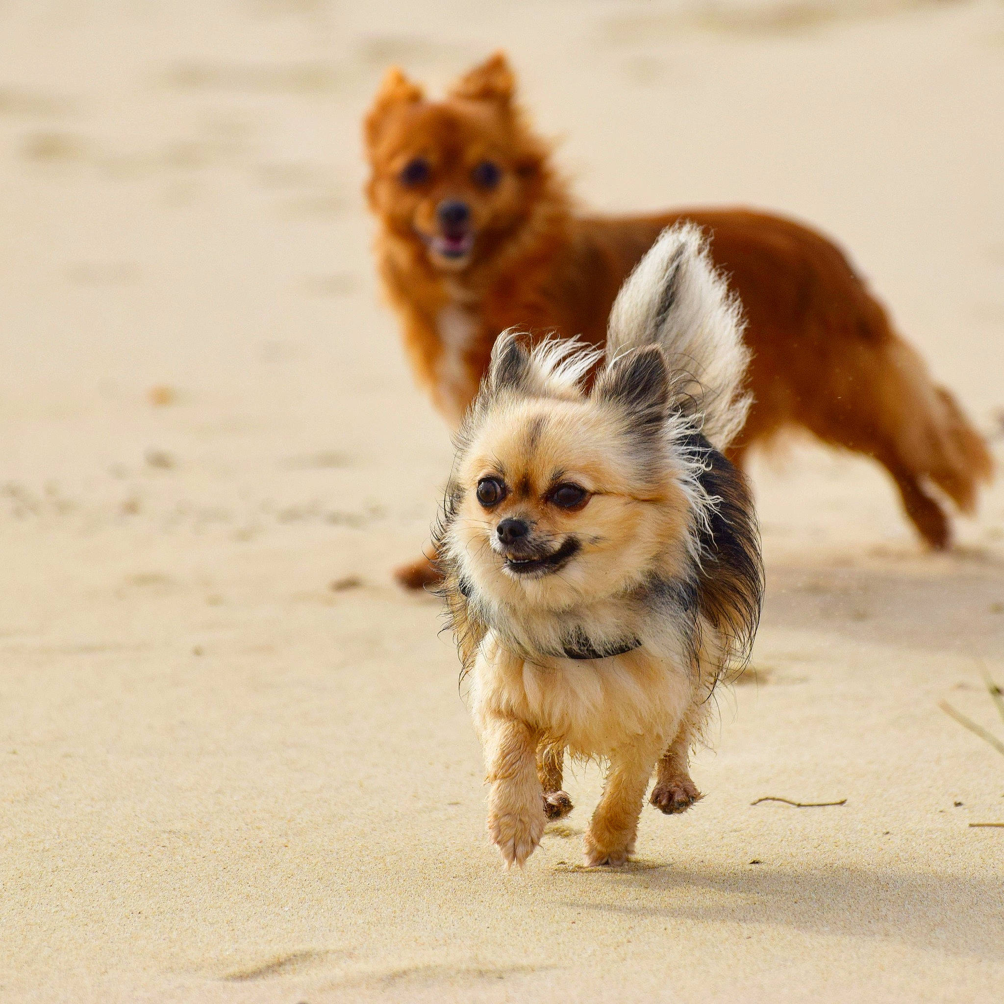 Nessy participe au concours pour gagner de l'argent avec cette photo : australian_terrier, canidae, carnivore, chihuahua, companion_dog, dog, dog_breed, fawn, german_spitz, mammal, norwich_terrier, pomeranian, puppy, rare_breed_dog, sporting_group, terrier, toy_dog, vertebrate