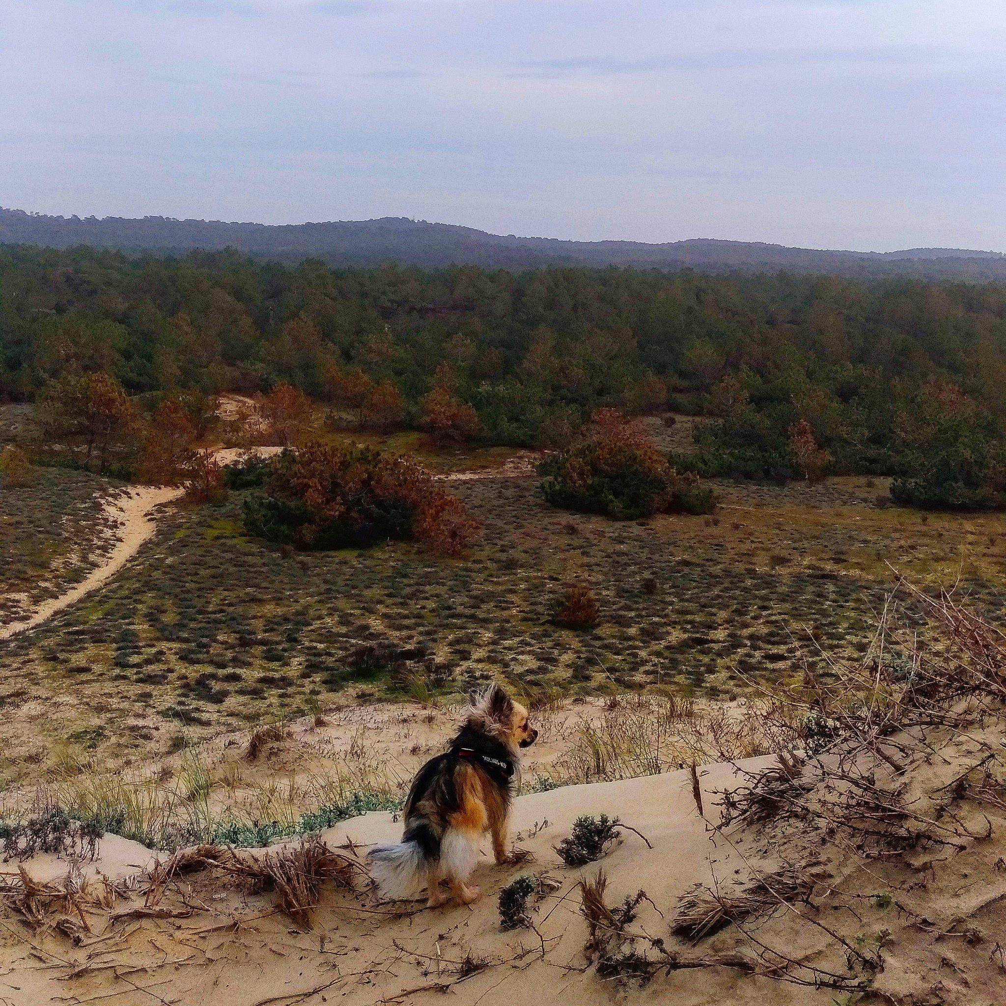 Nessy participe au concours pour gagner de l'argent avec cette photo : canidae, carnivore, dog, dog_breed, dog_hiking, geological_phenomenon, hill, hunting_dog, soil, sporting_group, trail, wilderness