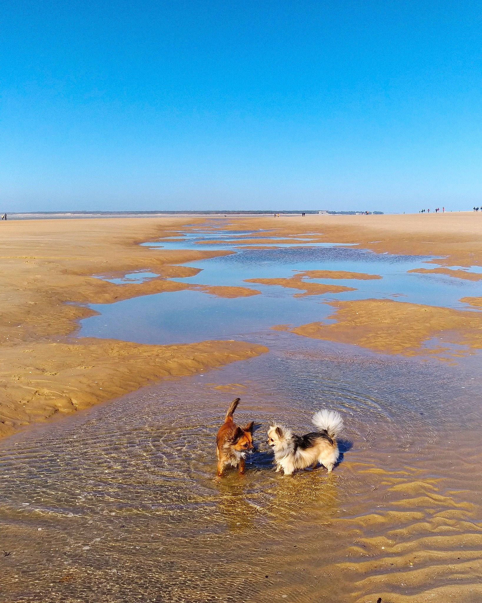 Opale participe au concours pour gagner de l'argent avec cette photo : beach, calm, canidae, coast, desert, horizon, lake, landscape, mudflat, natural_environment, ocean, sahara, sand, sea