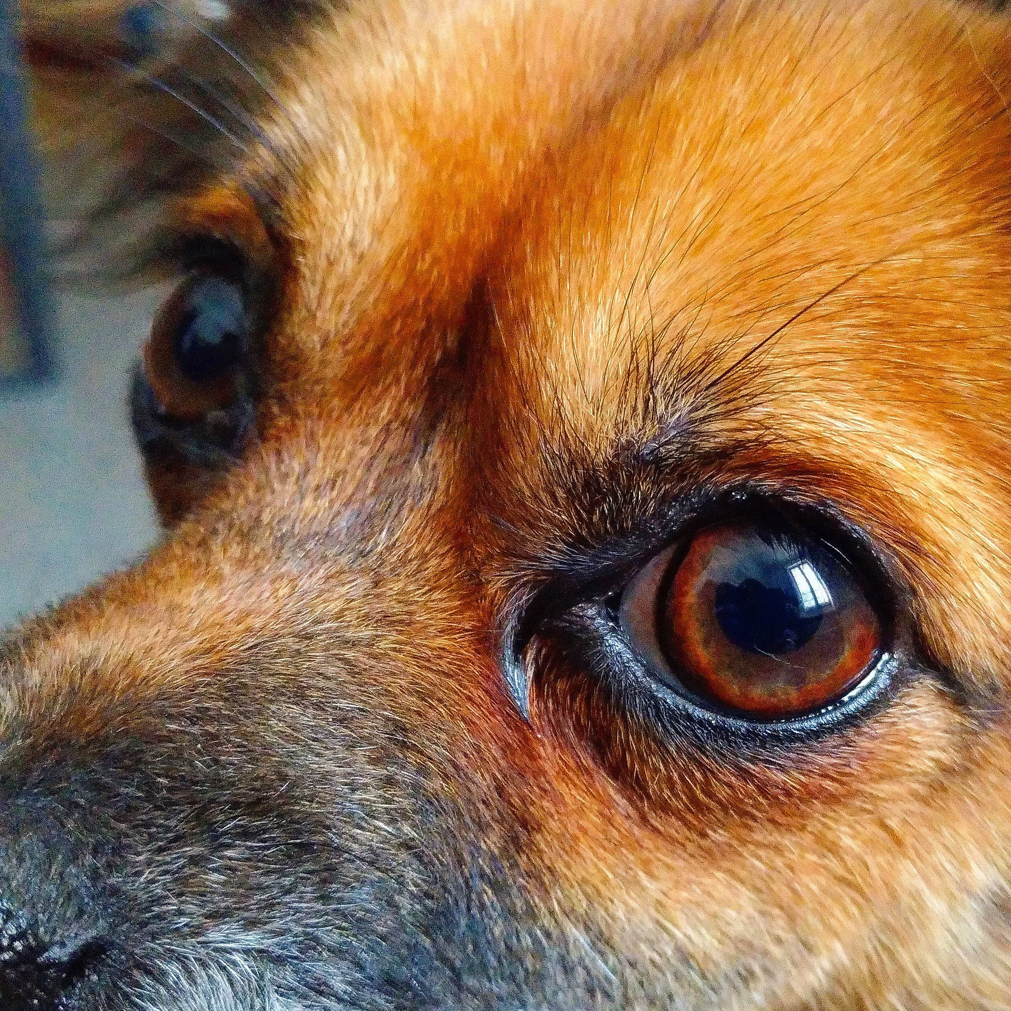 Opale participe au concours pour gagner de l'argent avec cette photo : canidae, carnivore, close_up, companion_dog, dog, dog_breed, ear, eye, fur, head, iris, mammal, nose, organ, photography, puppy, snout, tibetan_spaniel, vertebrate, whiskers