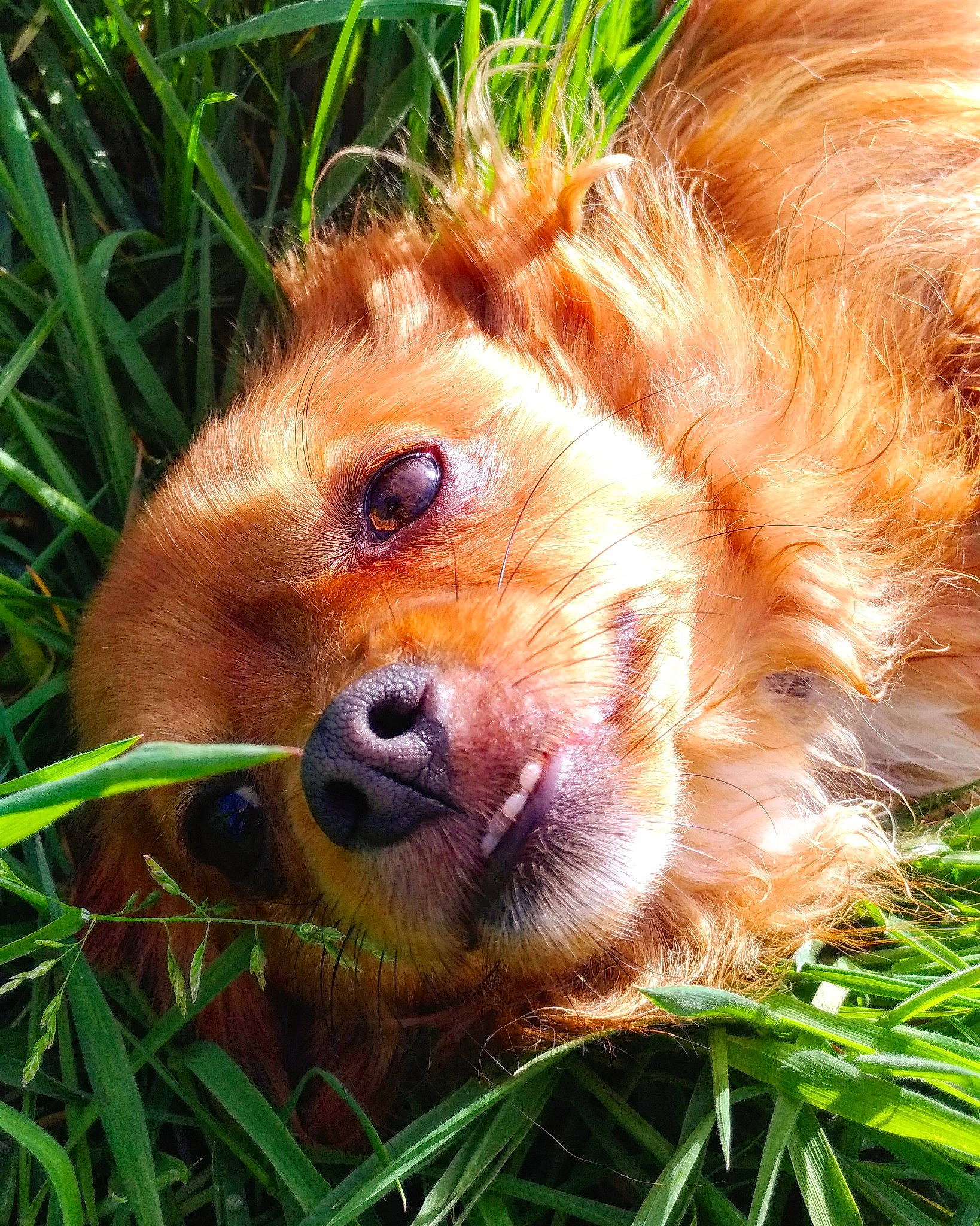 Newa participe au concours pour gagner de l'argent avec cette photo : american_cocker_spaniel, canidae, carnivore, cocker_spaniel, companion_dog, dog, dog_breed, english_cocker_spaniel, fawn, golden_retriever, grass, mammal, nose, nova_scotia_duck_tolling_retriever, puppy, retriever, snout, spaniel, sporting_group