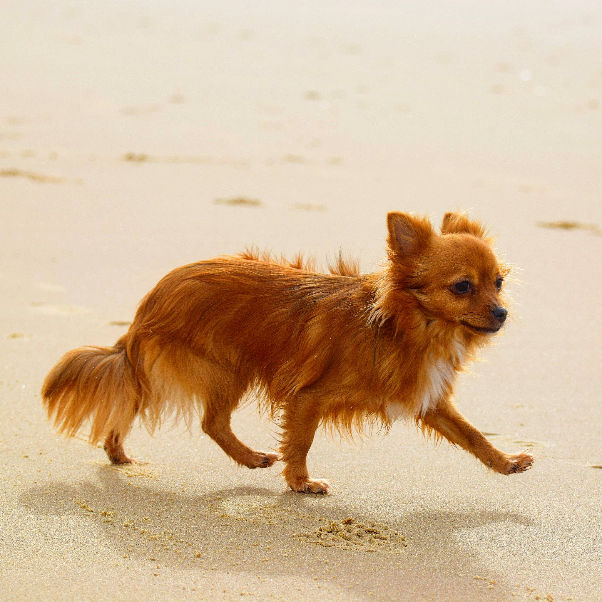 Newa participe au concours pour gagner de l'argent avec cette photo : canidae, carnivore, chihuahua, companion_dog, dog, dog_breed, fawn, mammal, pomeranian, puppy, russkiy_toy, terrier, toy_dog