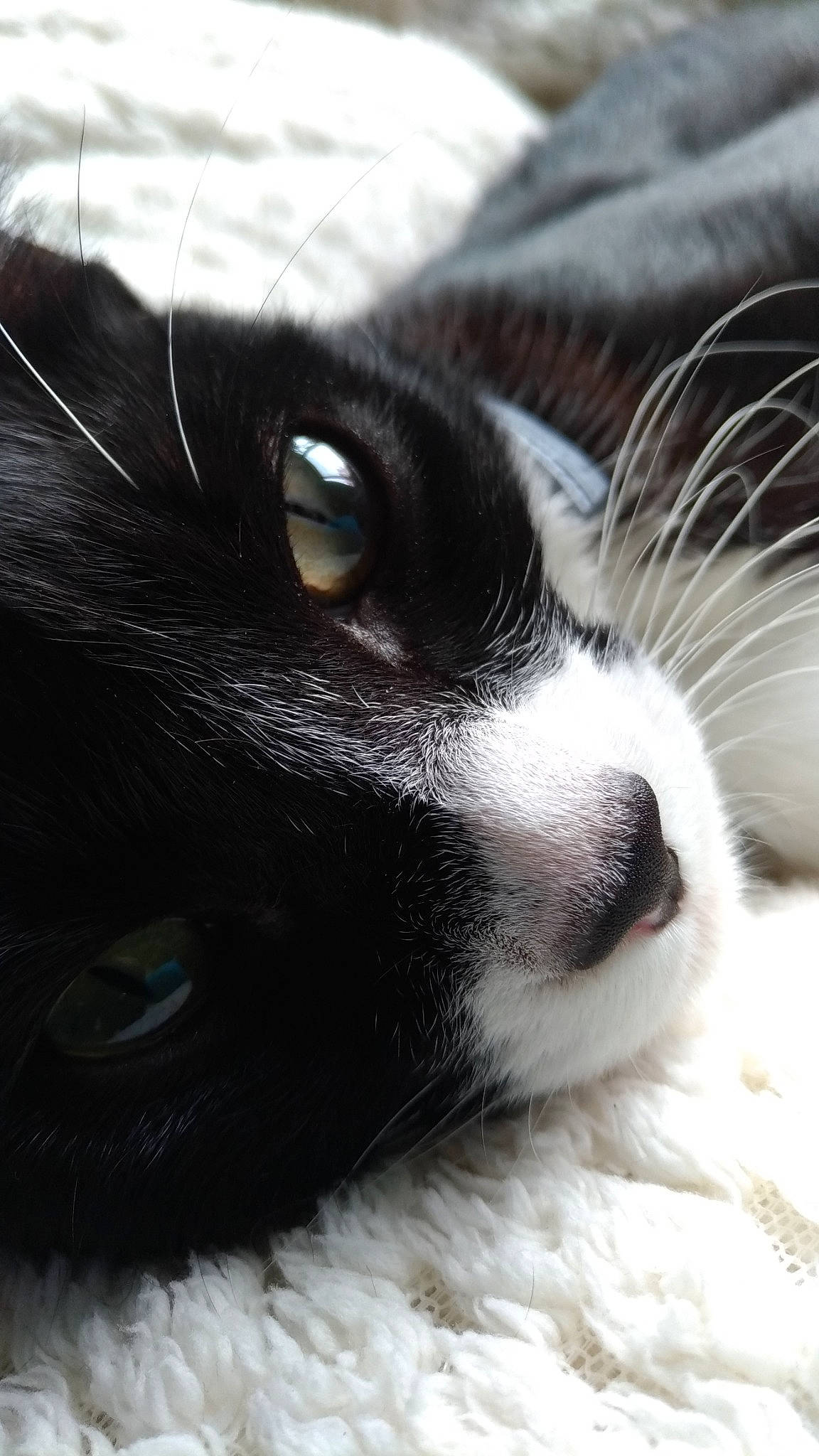 Izzie participe au concours pour gagner de l'argent avec cette photo : black_and_white, canidae, carnivore, cat, close_up, dog_breed, eye, felidae, fur, mammal, nose, photography, small_to_medium_sized_cats, snout, sporting_group, whiskers