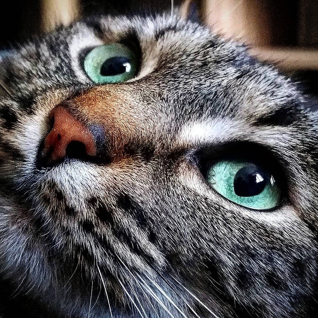 Shinny participe au concours pour gagner de l'argent avec cette photo : american_shorthair, asian, carnivore, cat, close_up, domestic_short_haired_cat, european_shorthair, eye, face, felidae, fur, head, nose, organ, photography, small_to_medium_sized_cats, snout, tabby_cat, whiskers, wildlife