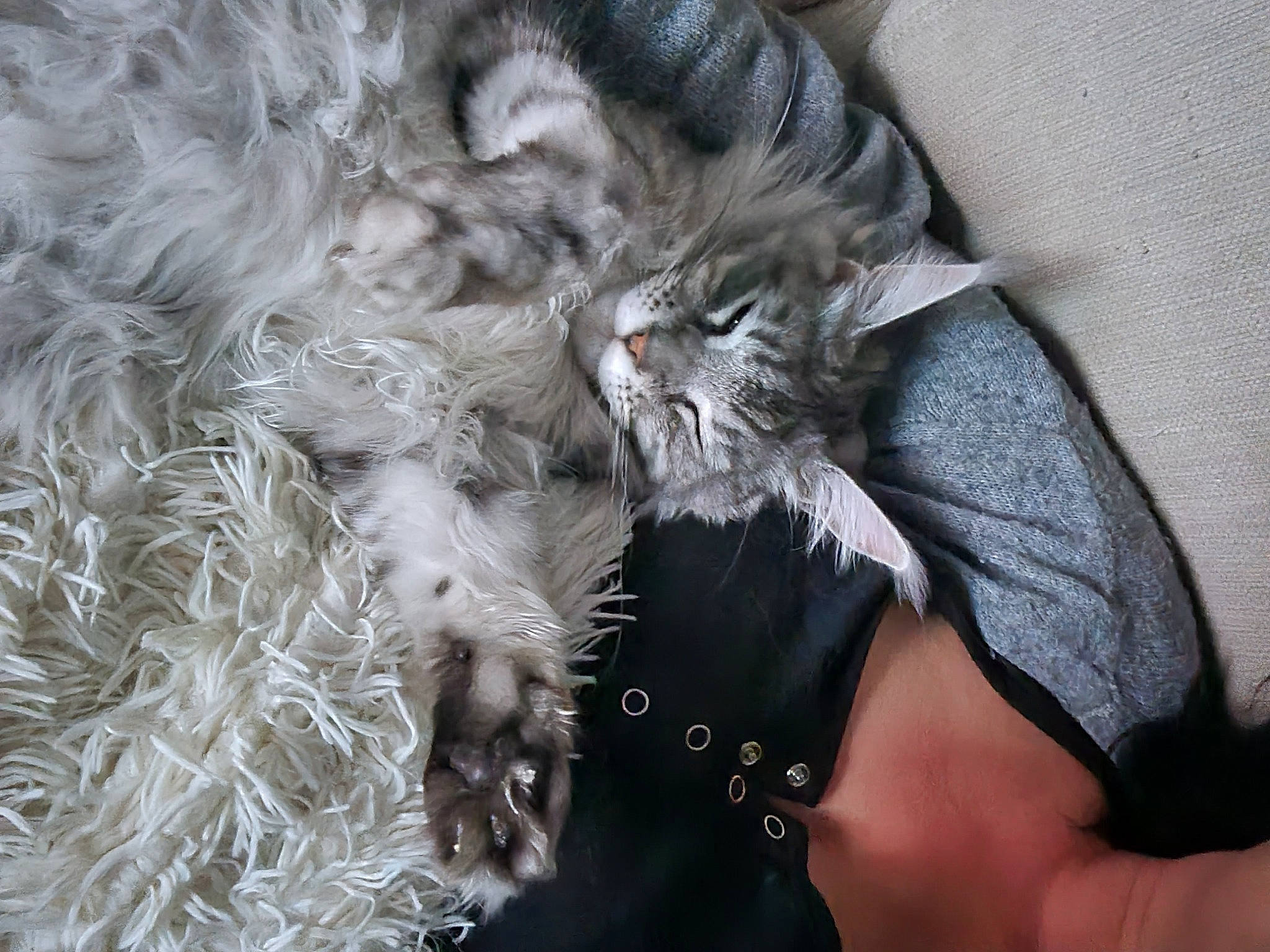 Taly a rejoint le concours — aidez-le/la à gagner de superbes lots ! carnivore, cat, claw, comfort, domestic_short_haired_cat, fashion_accessory, feather, felidae, fur, grey, human_leg, paw, small_to_medium_sized_cats, snout, sunglasses, tail, whiskers