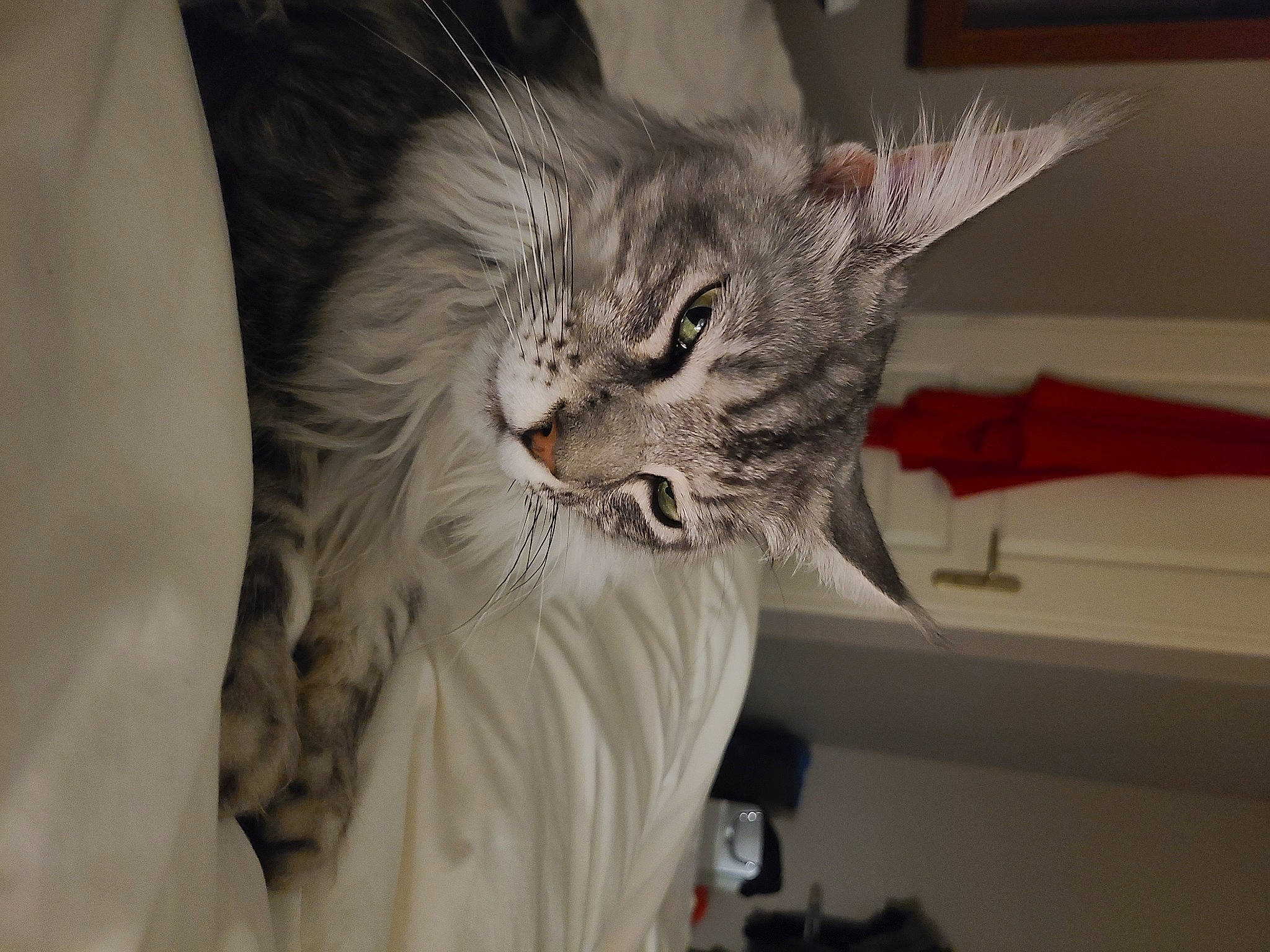 Taly a rejoint le concours — aidez-le/la à gagner de superbes lots ! bed, carnivore, cat, claw, comfort, couch, domestic_short_haired_cat, ear, eye, felidae, fur, gesture, grey, paw, small_to_medium_sized_cats, snout, tail, whiskers