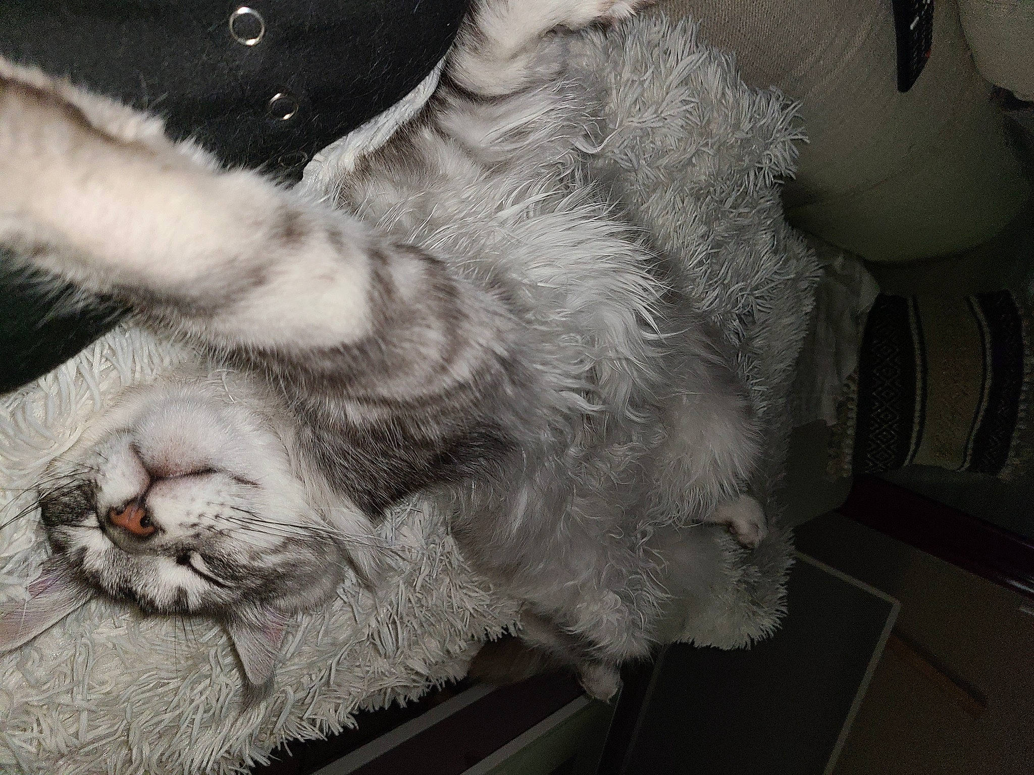 Taly participe au concours pour gagner de l'argent avec cette photo : art, carnivore, cat, claw, comfort, domestic_short_haired_cat, eye, felidae, fur, gesture, grey, monochrome, monochrome_photography, nap, paw, photo_caption, small_to_medium_sized_cats, snout, tail, whiskers