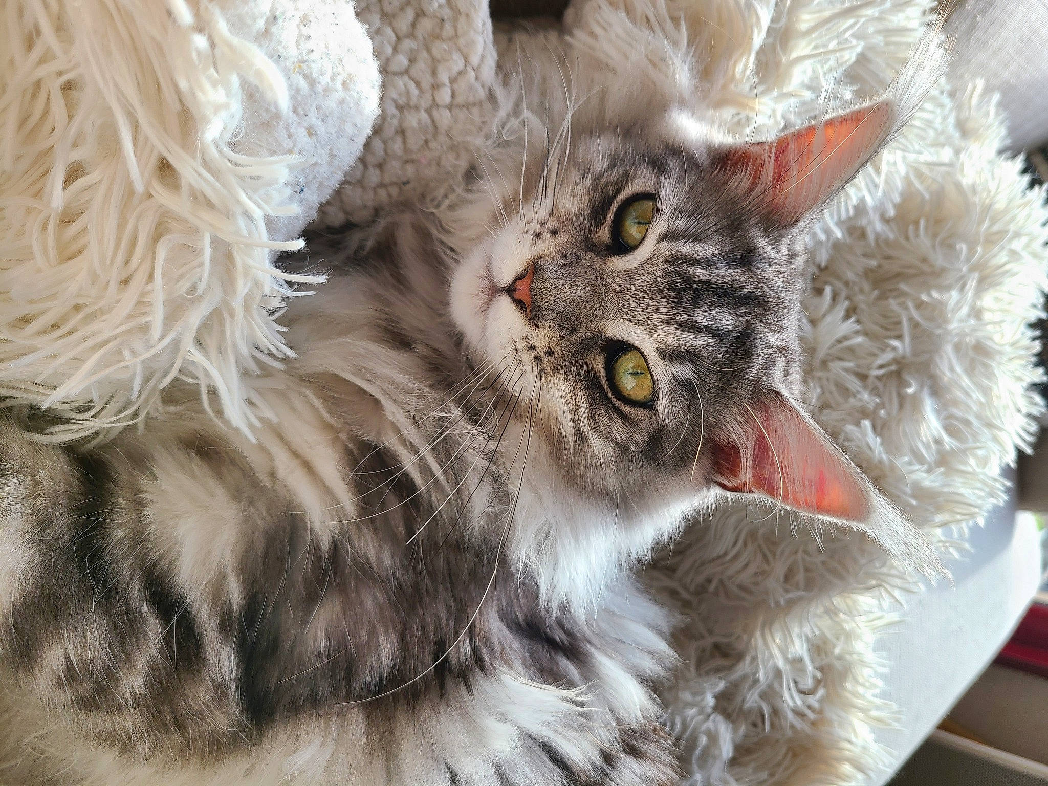 Taly a rejoint le concours — aidez-le/la à gagner de superbes lots ! carnivore, cat, claw, event, felidae, fur, paw, small_to_medium_sized_cats, snout, tail, terrestrial_animal, whiskers