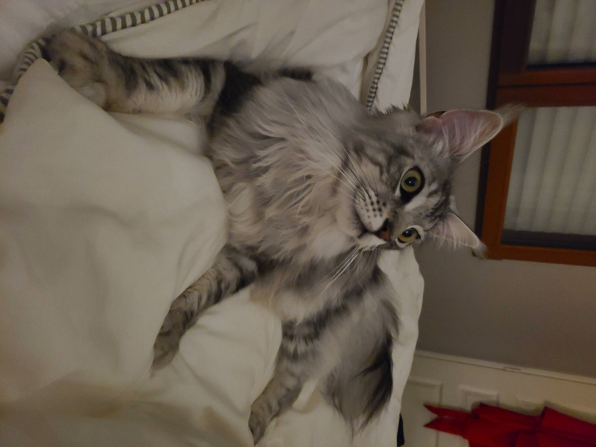 Taly participe au concours pour gagner de l'argent avec cette photo : bed, carnivore, cat, claw, comfort, domestic_short_haired_cat, felidae, fur, grey, maine_coon, paw, room, shelf, small_to_medium_sized_cats, tail, whiskers, window
