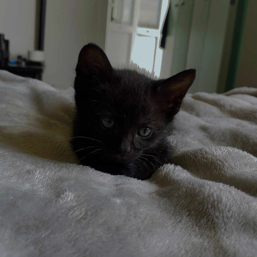Volte a rejoint le concours — aidez-le/la à gagner de superbes lots ! animal, bed, black_cat, blanket, cozy, cute, domestic, ears, feline, fur, home, indoor, kitten, pet, resting, sleepy, small, soft_texture, whiskers, young
