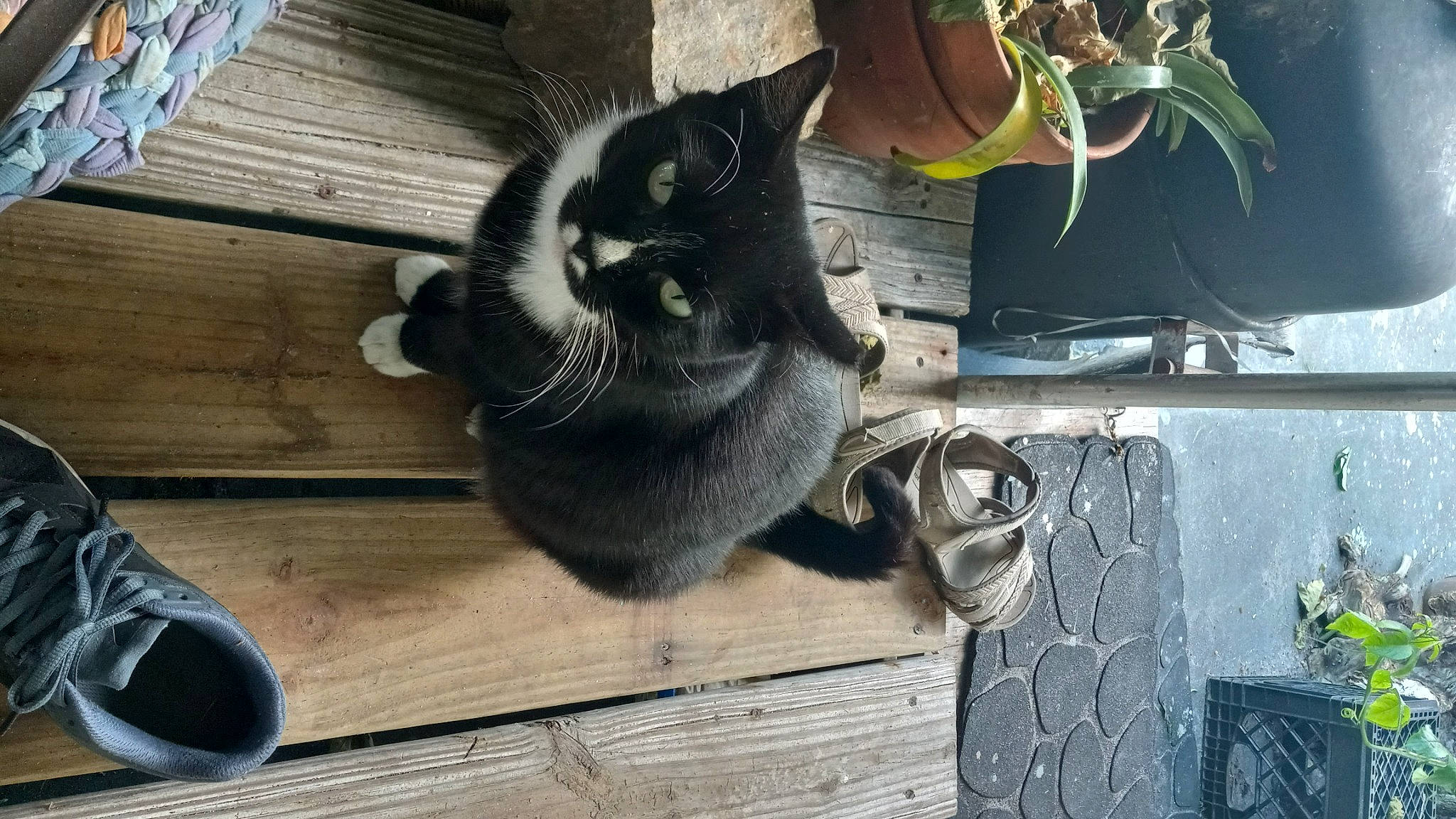 Bitsy is registered to the contest to win money with this photo: black_cat, carnivore, cat, domestic_short_haired_cat, felidae, flowerpot, fur, hardwood, herb, houseplant, plant, small_to_medium_sized_cats, snout, tail, tree, vertebrate, whiskers, wood