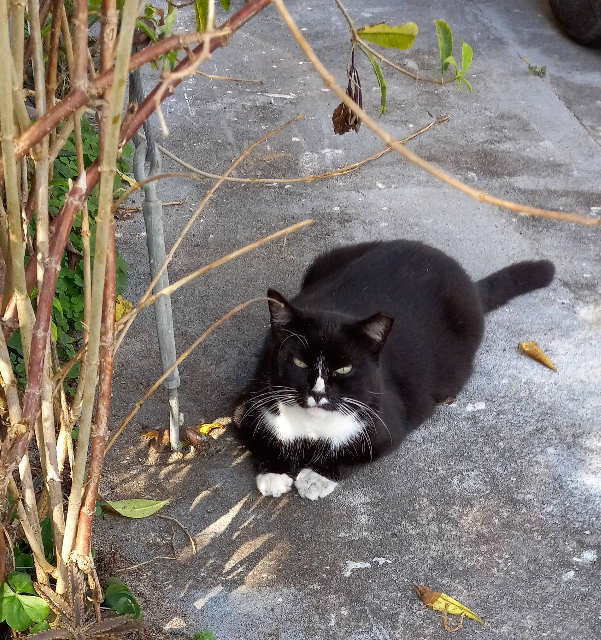 Bitsy joined the competition — help win amazing prizes! asphalt, black_cat, carnivore, cat, dog_breed, domestic_short_haired_cat, felidae, fur, grass, mammal, paw, plant, road_surface, small_to_medium_sized_cats, snout, tail, terrestrial_animal, tints_and_shades, vertebrate, whiskers