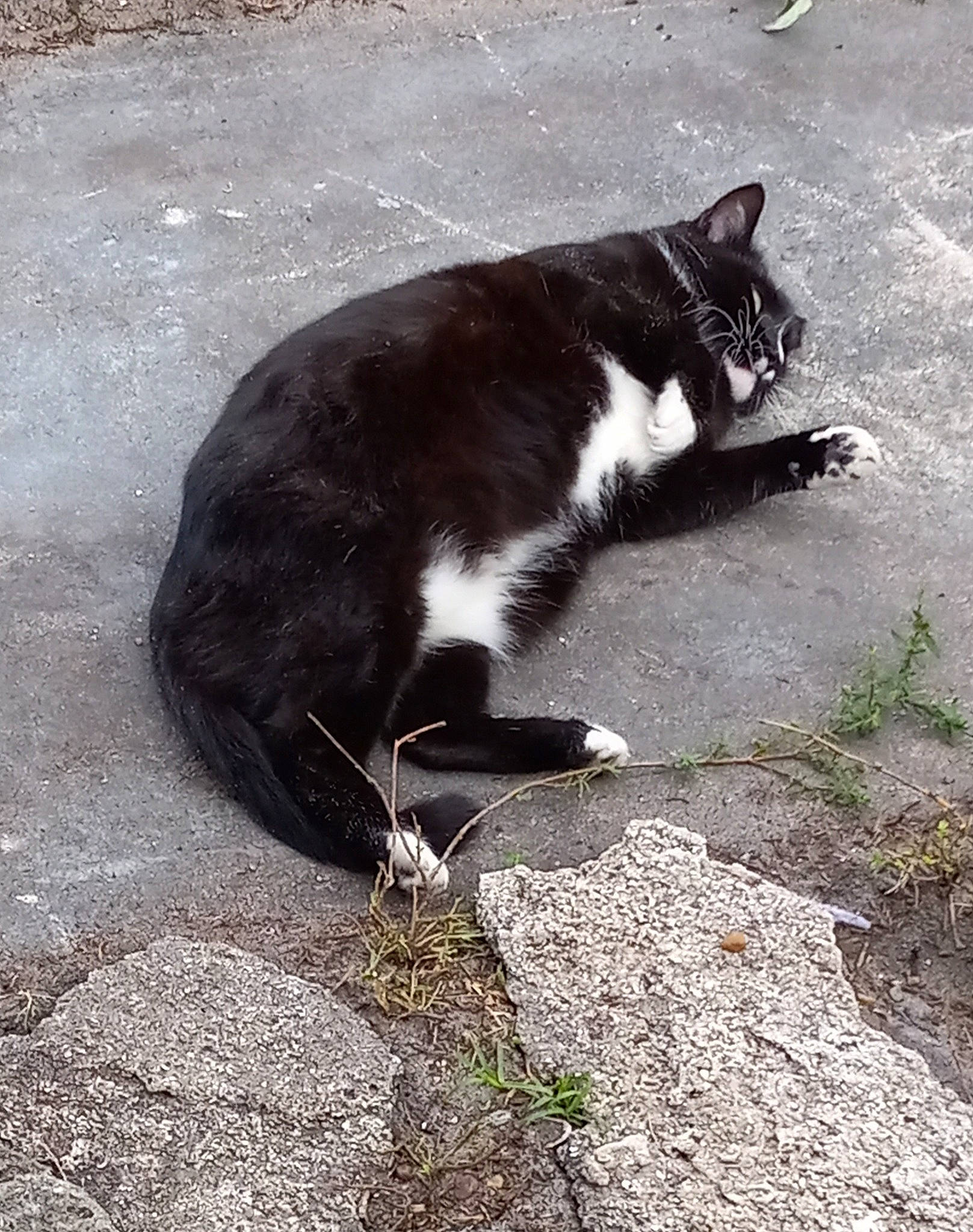 Bitsy is registered to the contest to win money with this photo: asphalt, carnivore, cat, claw, domestic_short_haired_cat, eye, felidae, fur, grass, paw, plant, road_surface, shadow, small_to_medium_sized_cats, snout, tail, terrestrial_animal, tints_and_shades, water, whiskers