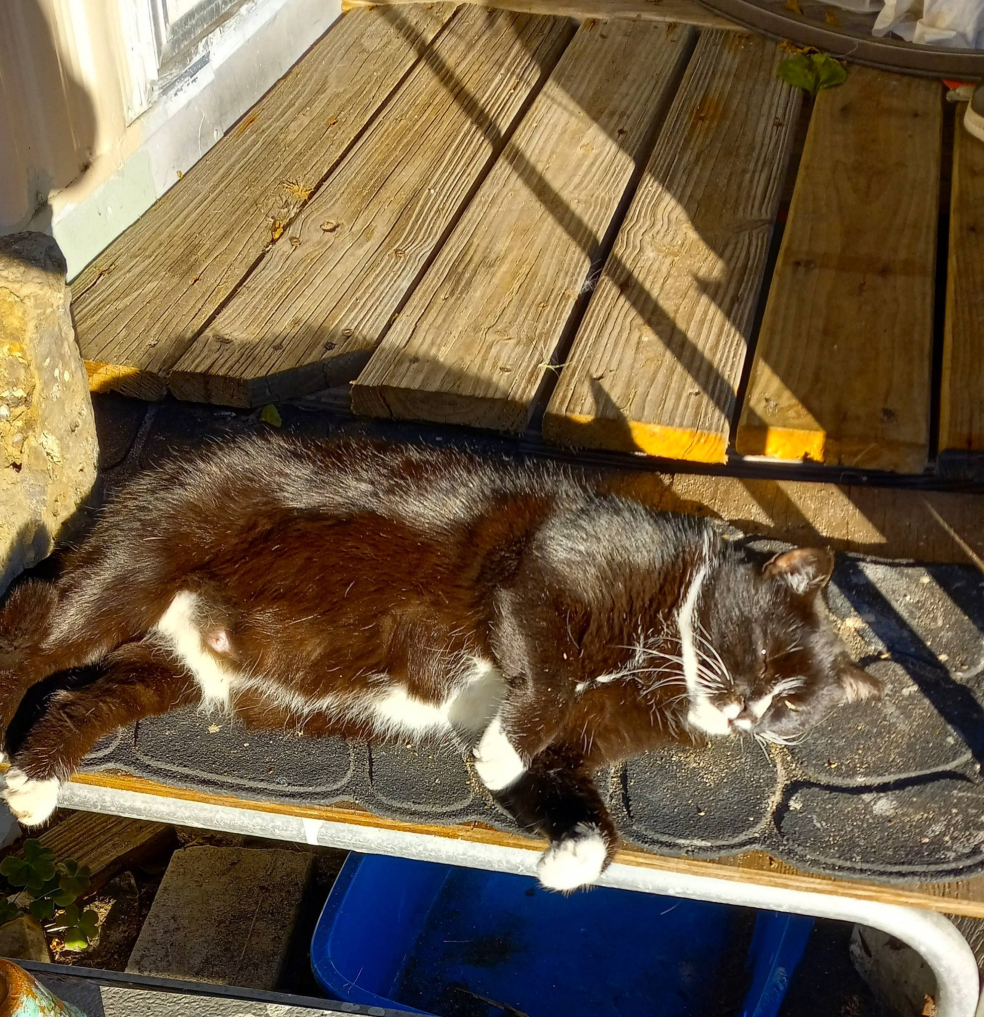 Bitsy is registered to the contest to win money with this photo: canidae, carnivore, cat, claw, comfort, domestic_short_haired_cat, fawn, felidae, fur, hardwood, pet_supply, small_to_medium_sized_cats, snout, sporting_group, tail, terrestrial_animal, vertebrate, whiskers, window, wood