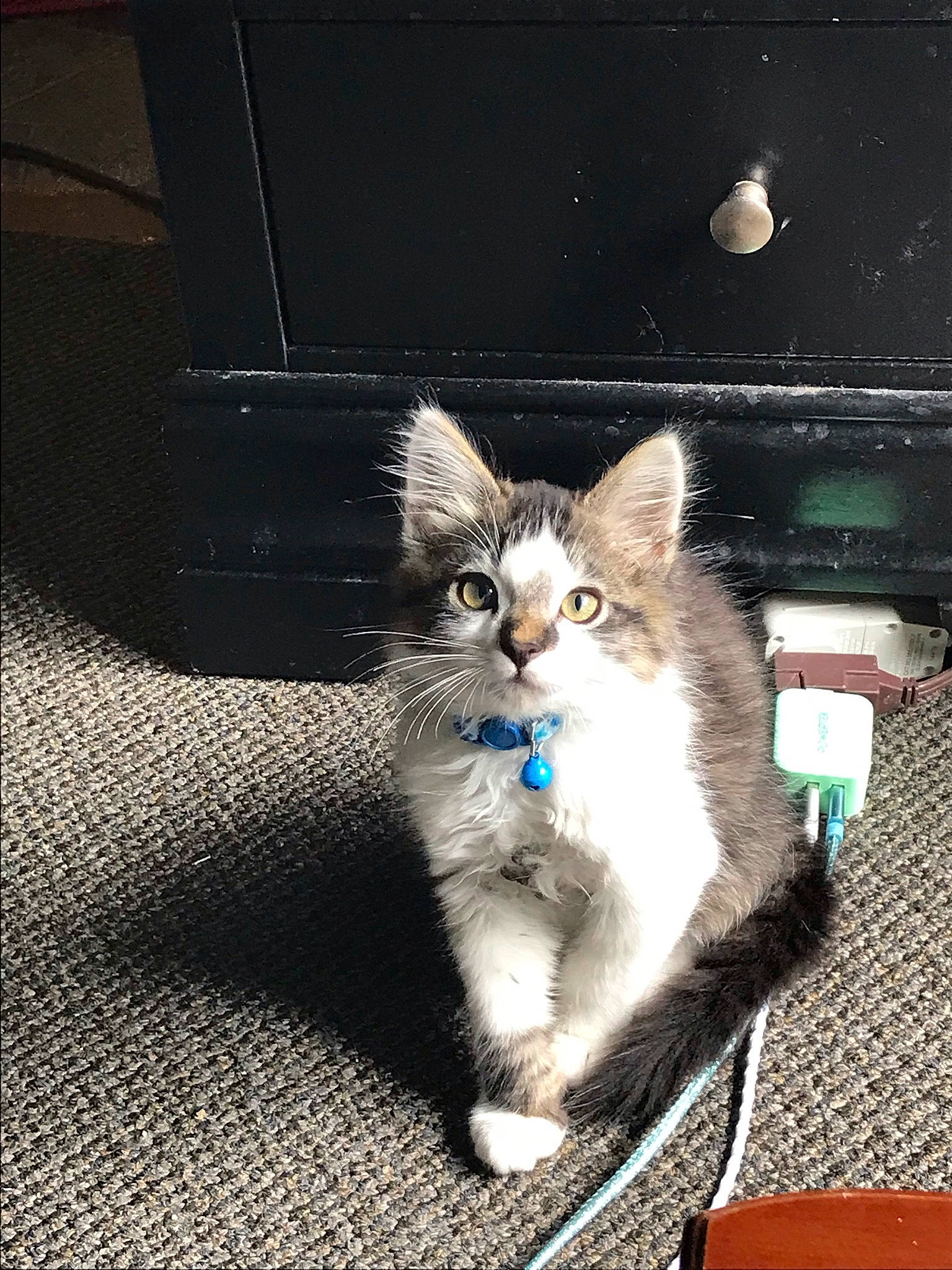 Kodak is registered to the contest to win money with this photo: art, asphalt, box, canidae, carnivore, cat, claw, domestic_short_haired_cat, electric_blue, fawn, felidae, fur, paw, photo_caption, road_surface, small_to_medium_sized_cats, snout, tail, whiskers, windshield