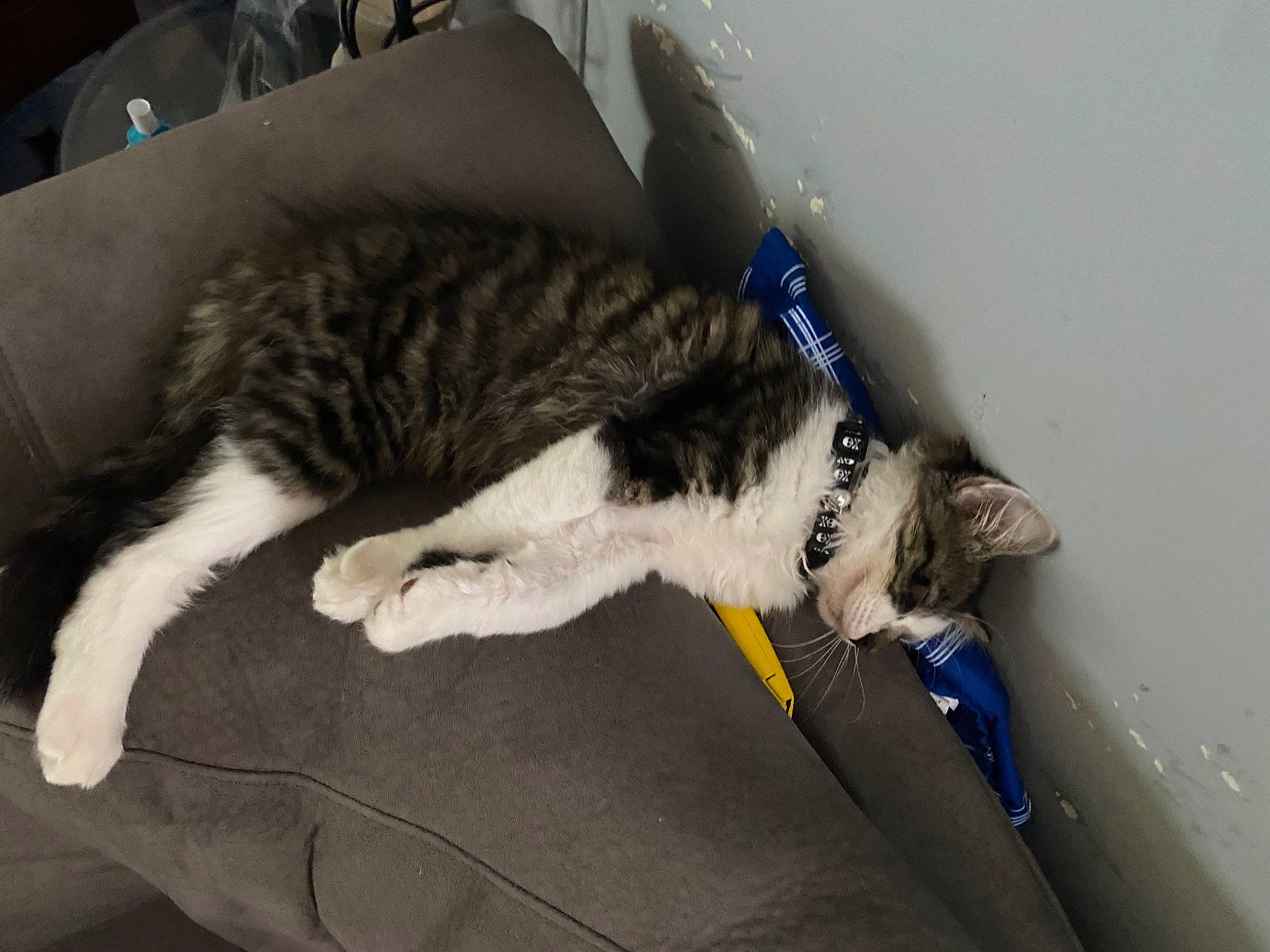 Kodak joined the competition — help win amazing prizes! canidae, carnivore, cat, comfort, couch, dog_breed, domestic_short_haired_cat, felidae, fur, grey, paw, small_to_medium_sized_cats, sporting_group, tail, whiskers