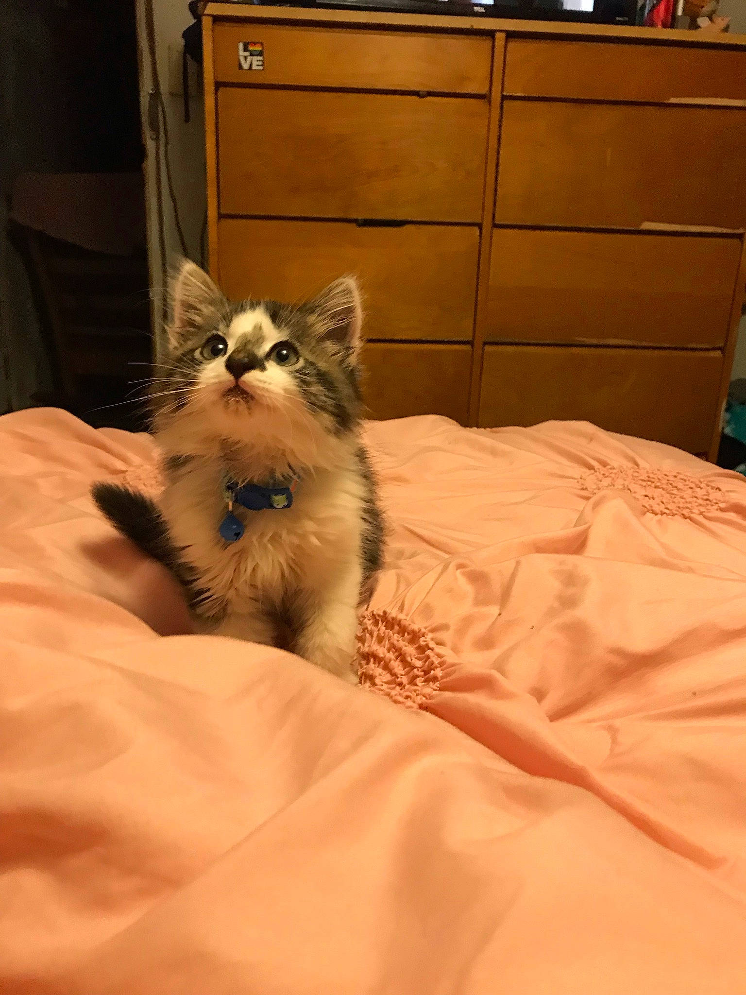 Kodak joined the competition — help win amazing prizes! bed, bedding, cabinetry, carnivore, cat, chest_of_drawers, comfort, drawer, fawn, felidae, hardwood, lamp, linens, small_to_medium_sized_cats, tail, terrestrial_animal, textile, vertebrate, whiskers, wood