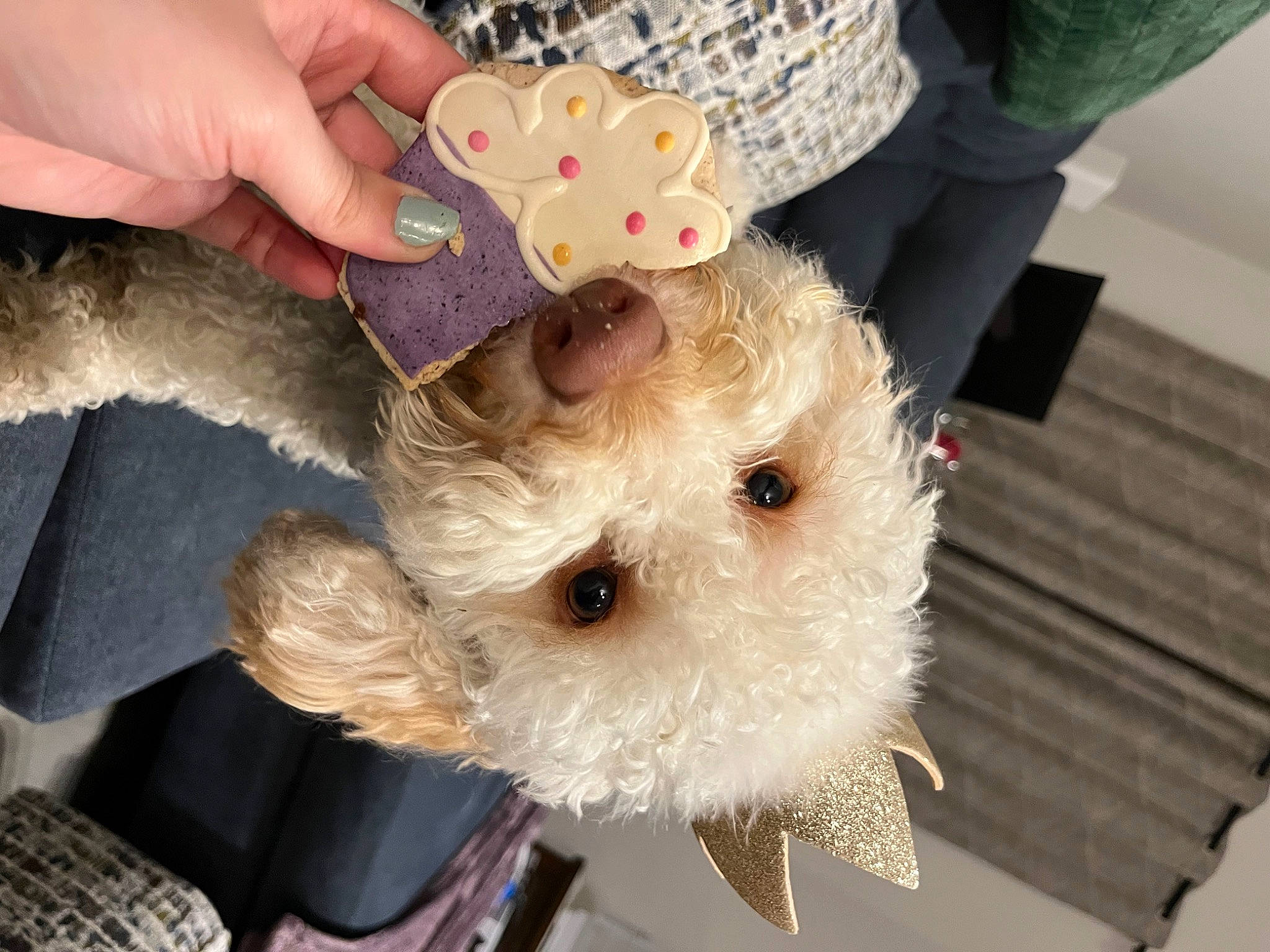 Peaches is registered to the contest to win money with this photo: canidae, carnivore, companion_dog, dog_breed, dog_clothes, fawn, fur, hat, maltepoo, nail, non_sporting_group, pattern, small_terrier, snout, sporting_group, stuffed_toy, teddy_bear, terrier, toy, toy_dog