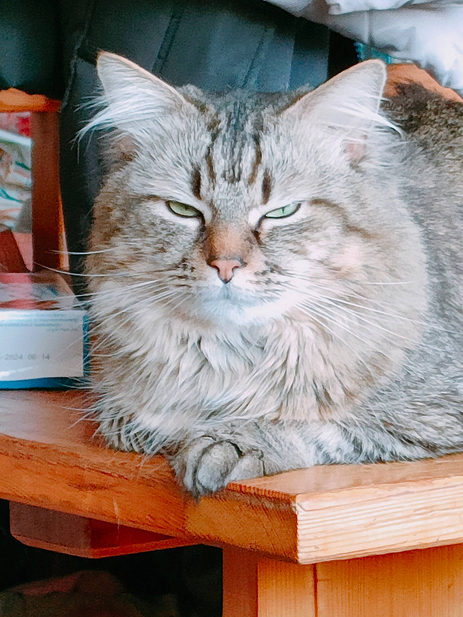 Boubou a rejoint le concours — aidez-le/la à gagner de superbes lots ! box, carnivore, cat, domestic_short_haired_cat, felidae, fur, maine_coon, small_to_medium_sized_cats, snout, whiskers, wood
