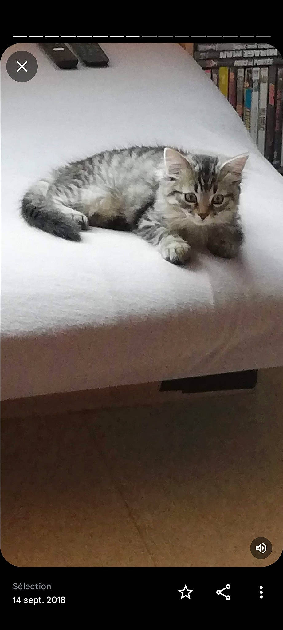 Boubou participe au concours pour gagner de l'argent avec cette photo : bookcase, carnivore, cat, claw, comfort, domestic_short_haired_cat, fawn, felidae, flooring, fur, grey, hardwood, paw, room, sitting, small_to_medium_sized_cats, tail, terrestrial_animal, whiskers, wood
