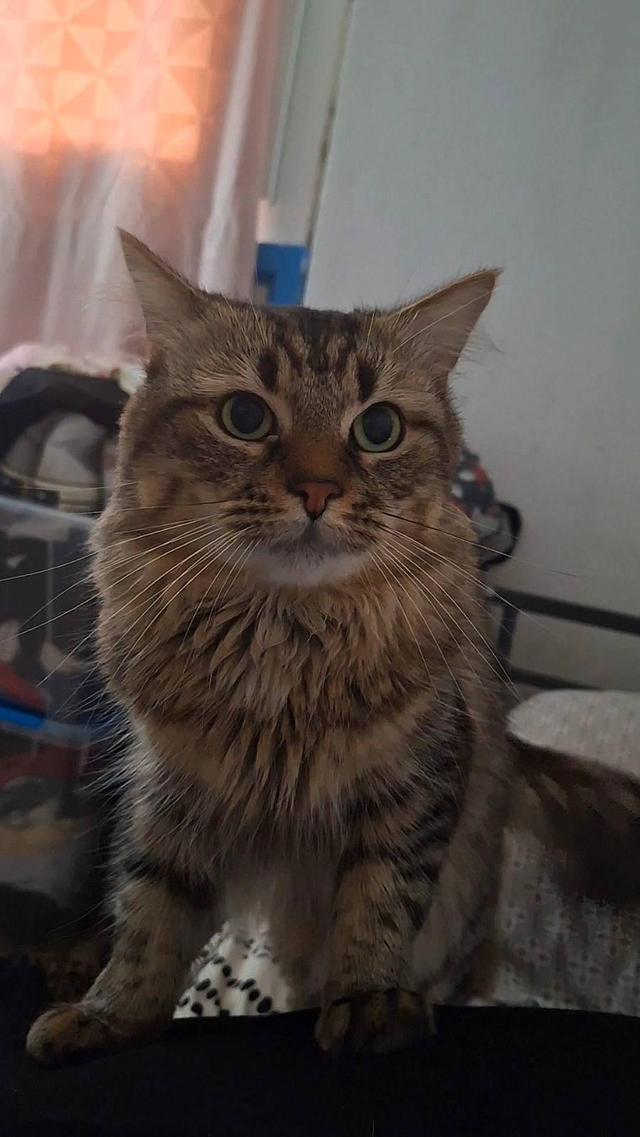 Boubou participe au concours pour gagner de l'argent avec cette photo : carnivore, cat, domestic_short_haired_cat, door, felidae, fur, maine_coon, small_to_medium_sized_cats, snout, terrestrial_animal, whiskers