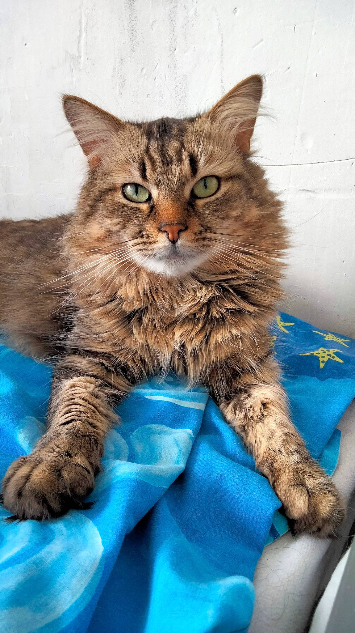 Boubou a rejoint le concours — aidez-le/la à gagner de superbes lots ! carnivore, cat, claw, comfort, domestic_short_haired_cat, electric_blue, fawn, felidae, fur, gesture, paw, sitting, small_to_medium_sized_cats, snout, tail, terrestrial_animal, whiskers