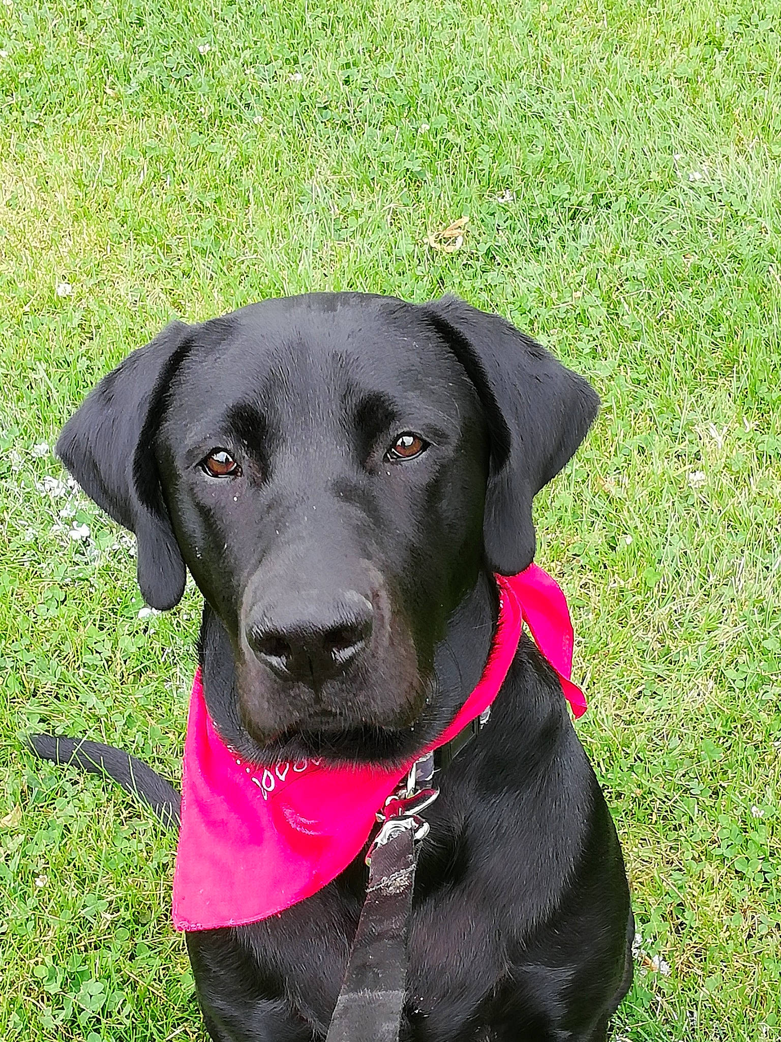 Buck participe au concours pour gagner de l'argent avec cette photo : beagador, borador, canidae, carnivore, dog, dog_breed, dog_collar, flat_coated_retriever, grass, gun_dog, hunting_dog, labrador_retriever, mammal, patterdale_terrier, pointing_breed, rare_breed_dog, retriever, snout, sporting_group, vertebrate