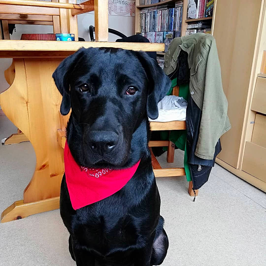 Buck participe au concours pour gagner de l'argent avec cette photo : beagador, canidae, carnivore, companion_dog, dog, dog_breed, fawn, labrador_retriever, pointing_breed, puppy, retriever, snout, sporting_group