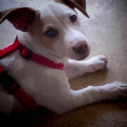 Lena