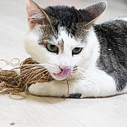 Suchi is registered to the contest to win money with this photo: cat, animal, pet, indoor, floor, string, playful, white, black, fur, whiskers, tongue, paws, curious, lying_down, closeup, cute, domestic_cat, mammal, young_cat
