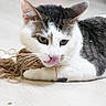 cat, animal, pet, indoor, floor, string, playful, white, black, fur, whiskers, tongue, paws, curious, lying_down, closeup, cute, domestic_cat, mammal, young_cat