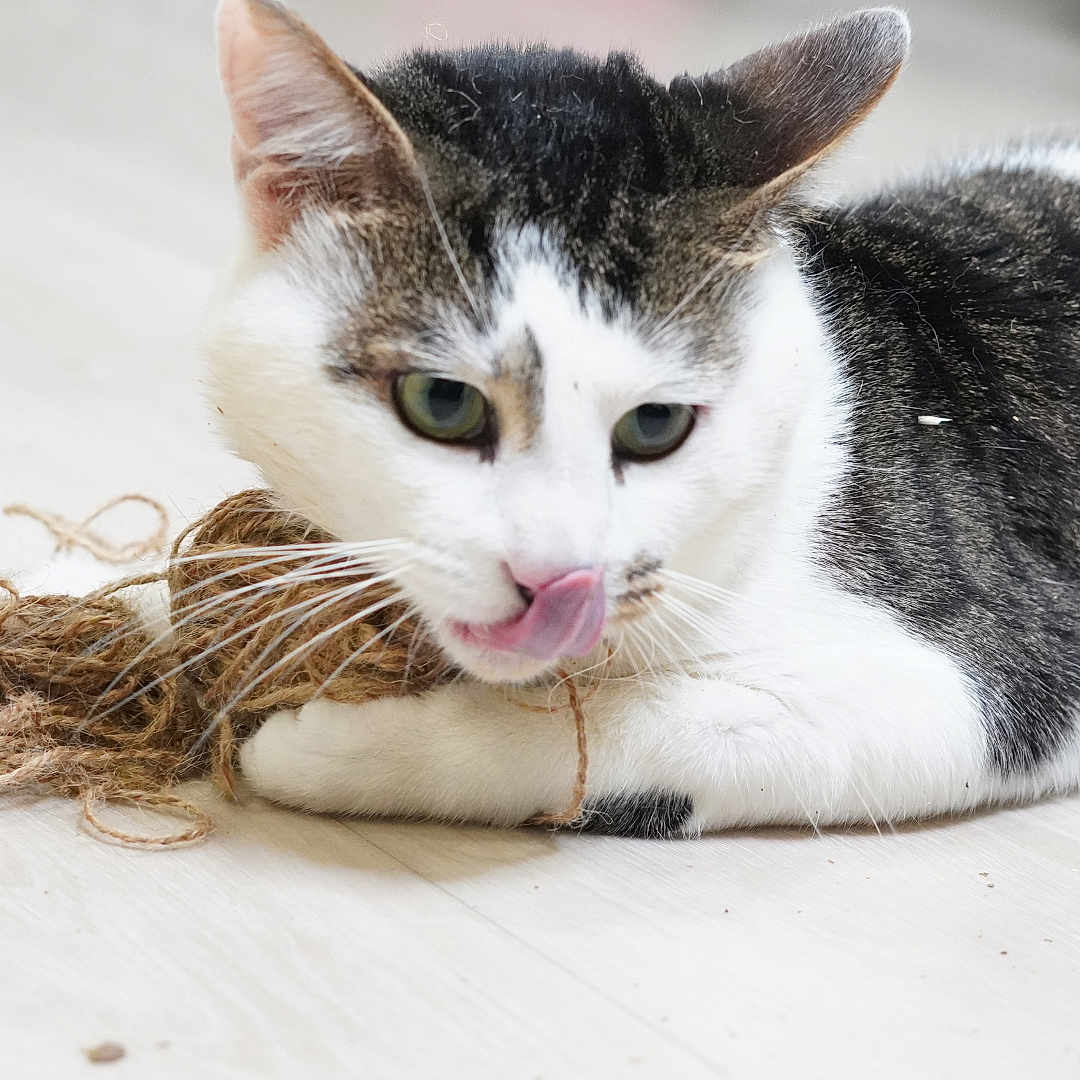 Suchi is registered to the contest to win money with this photo: cat, animal, pet, indoor, floor, string, playful, white, black, fur, whiskers, tongue, paws, curious, lying_down, closeup, cute, domestic_cat, mammal, young_cat