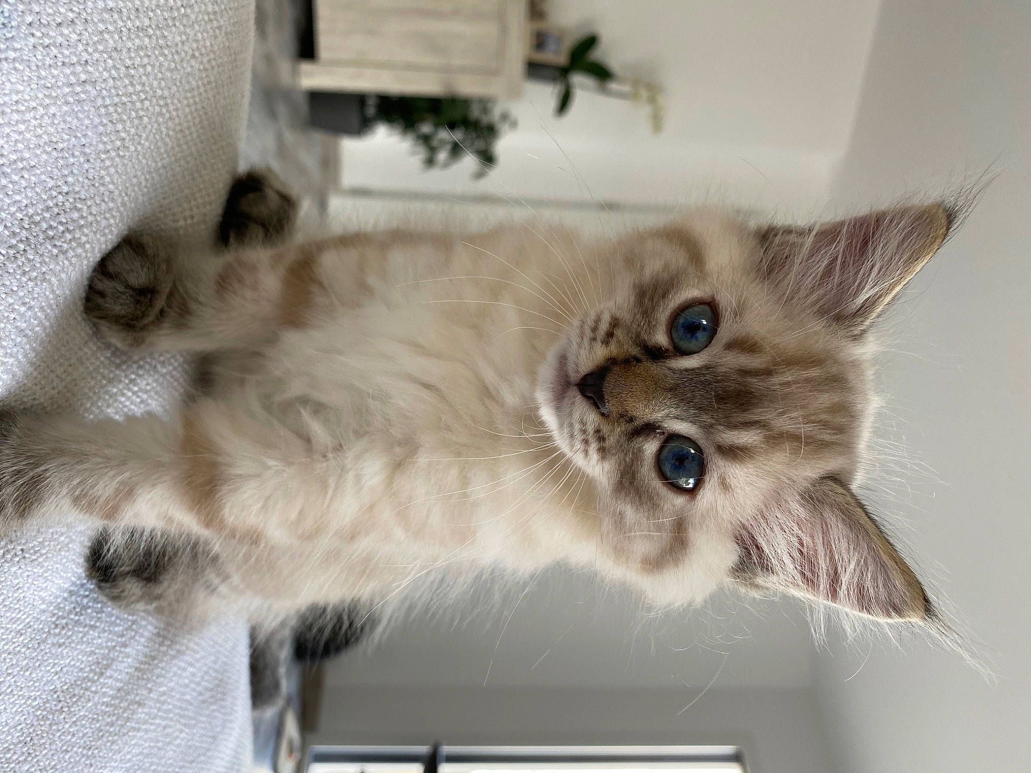 Ninou a rejoint le concours — aidez-le/la à gagner de superbes lots ! balinese, box, carnivore, cat, comfort, domestic_short_haired_cat, door, fawn, felidae, fur, grey, mammal, paw, plant, ragdoll, small_to_medium_sized_cats, snout, tail, vertebrate, whiskers