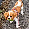 dog, puppy, cavalier_king_charles_spaniel, brown_and_white, tennis_ball, harness, leash, outdoor, gravel, path, standing, looking_at_camera, floppy_ears, long_tail, pet, companion_animal, playful, cute, portrait, daylight