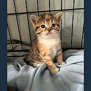 Tabitha joined the competition — help win amazing prizes! kitten, cat, baby_cat, pet, animal, cute, feline, fur, whiskers, blue_blanket, cage, indoor, small, young, adorable, sitting, looking, eyes, paws, soft