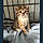 Tabitha