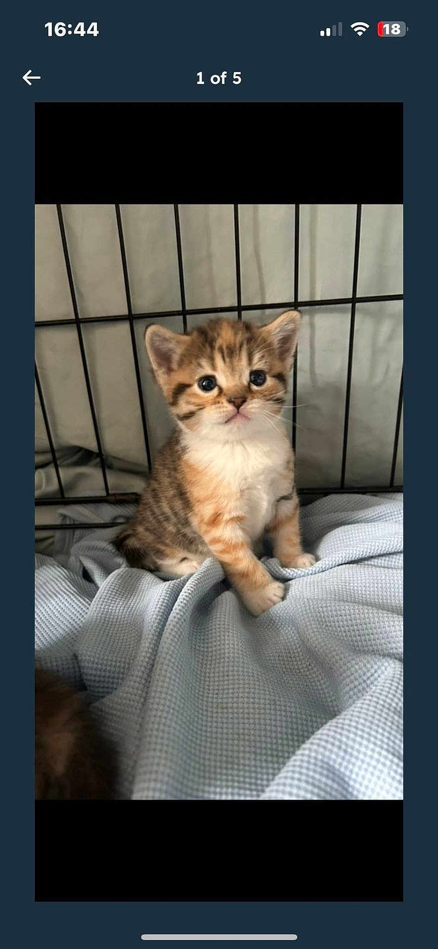 Tabitha