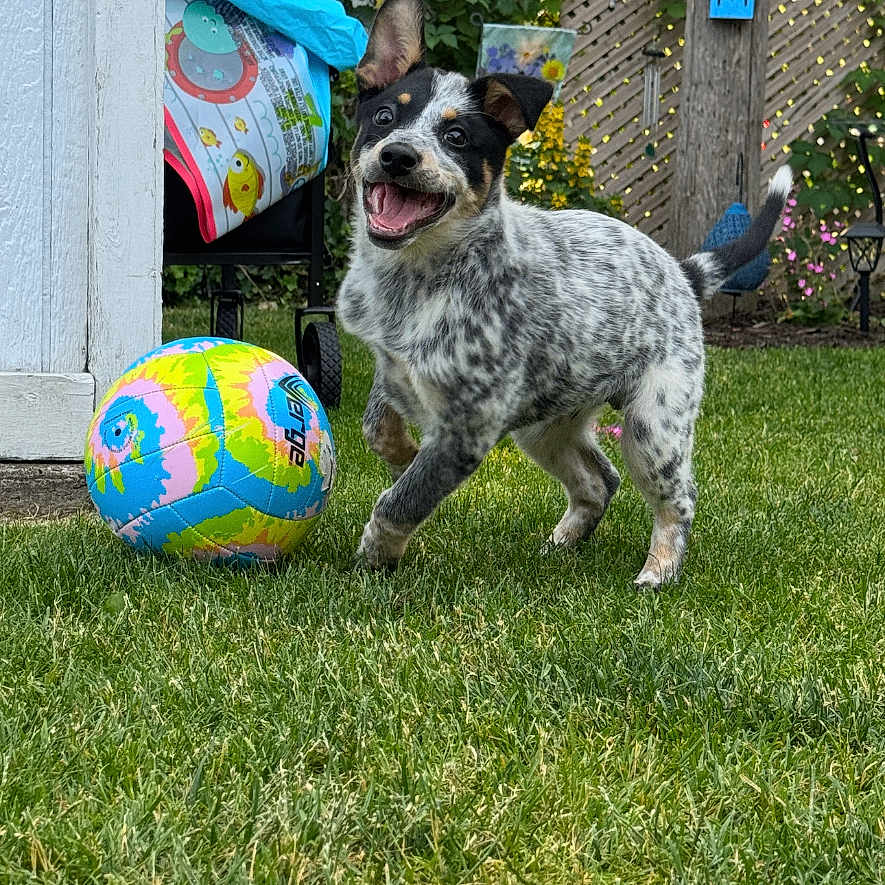 Ash joined the competition — help win amazing prizes! animal, ball, cute, dog, excited, fence, fun, garden, grass, greenery, happy, nature, outdoor, pet, playful, puppy, smiling, summer, yard, young_dog