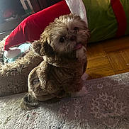 Rex is registered to the contest to win money with this photo: dog, costume, furry, tongue_out, indoor, rug, decor, holiday, plush, pet, cute, small_dog, carpet, wood_floor, toy, furniture, brown, white_paws, looking_back, cozy