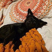 Lady joined the competition — help win amazing prizes! dog, black_dog, blanket, orange_blanket, pillow, patterned_pillow, bed, resting, indoor, pet, fur, ears, eyes, curious, cozy, comfort, lying_down, closeup, soft_texture, relaxation