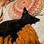 dog, black_dog, blanket, orange_blanket, pillow, patterned_pillow, bed, resting, indoor, pet, fur, ears, eyes, curious, cozy, comfort, lying_down, closeup, soft_texture, relaxation