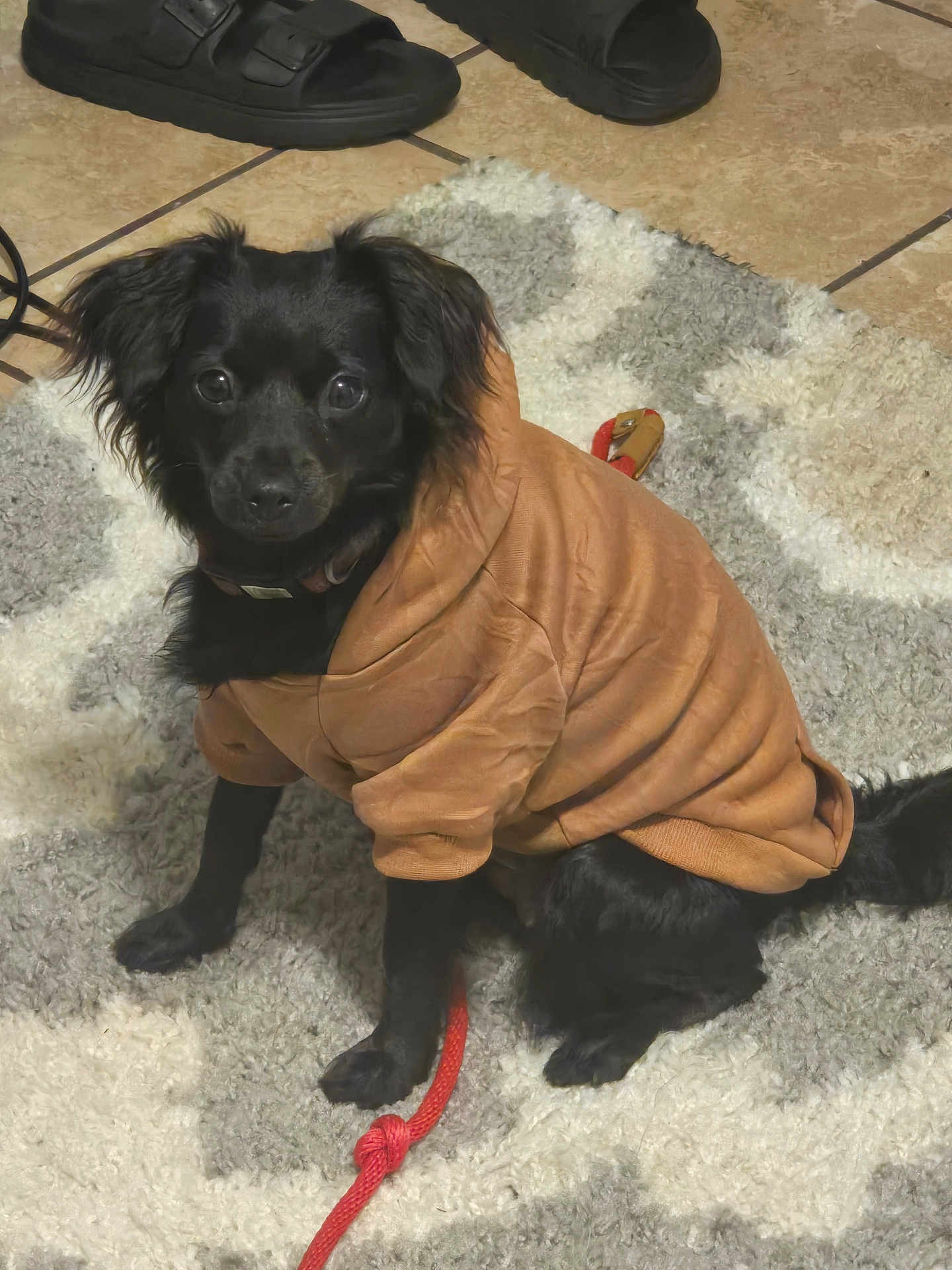 Lady is registered to the contest to win money with this photo: dog, black_dog, hoodie, clothing, leash, red_leash, indoor, rug, patterned_rug, tile_floor, shoes, black_shoes, pet, animal, sitting, cute, fur, ears, eyes, small_dog