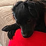 Lady is registered to the contest to win money with this photo: dog, black_dog, pet, close_up, resting, paw, red_fabric, couch, indoor, fur, canine, animal, cute, cozy, portrait, relaxed, companion, furniture, soft, snout