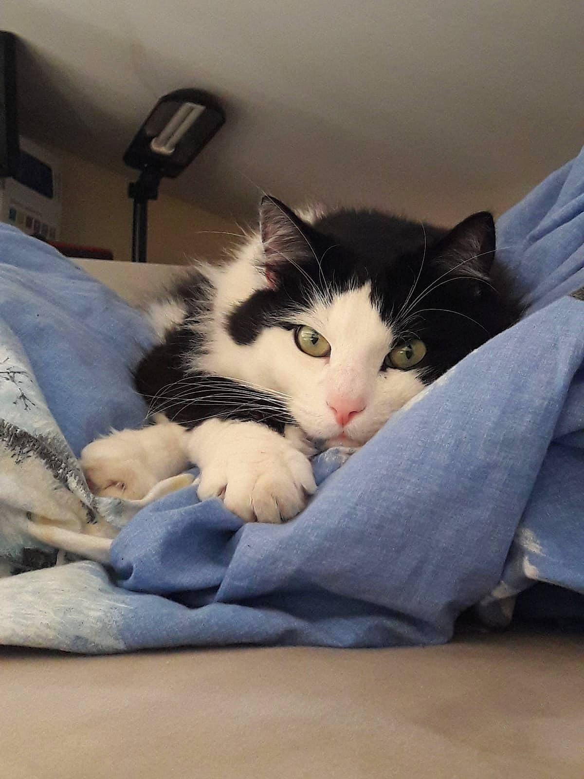 Raoudi participe au concours pour gagner de l'argent avec cette photo : bed, bed_sheet, carnivore, cat, comfort, domestic_short_haired_cat, european_shorthair, felidae, fur, furniture, kitten, linens, nap, norwegian_forest_cat, nose, polydactyl_cat, room, small_to_medium_sized_cats, whiskers