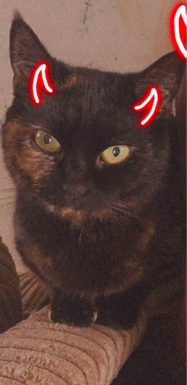 Zero joined the competition — help win amazing prizes! art, black_cat, bombay, carmine, carnivore, cat, domestic_short_haired_cat, felidae, fur, illustration, painting, pattern, rectangle, small_to_medium_sized_cats, snout, tail, terrestrial_animal, visual_arts, whiskers