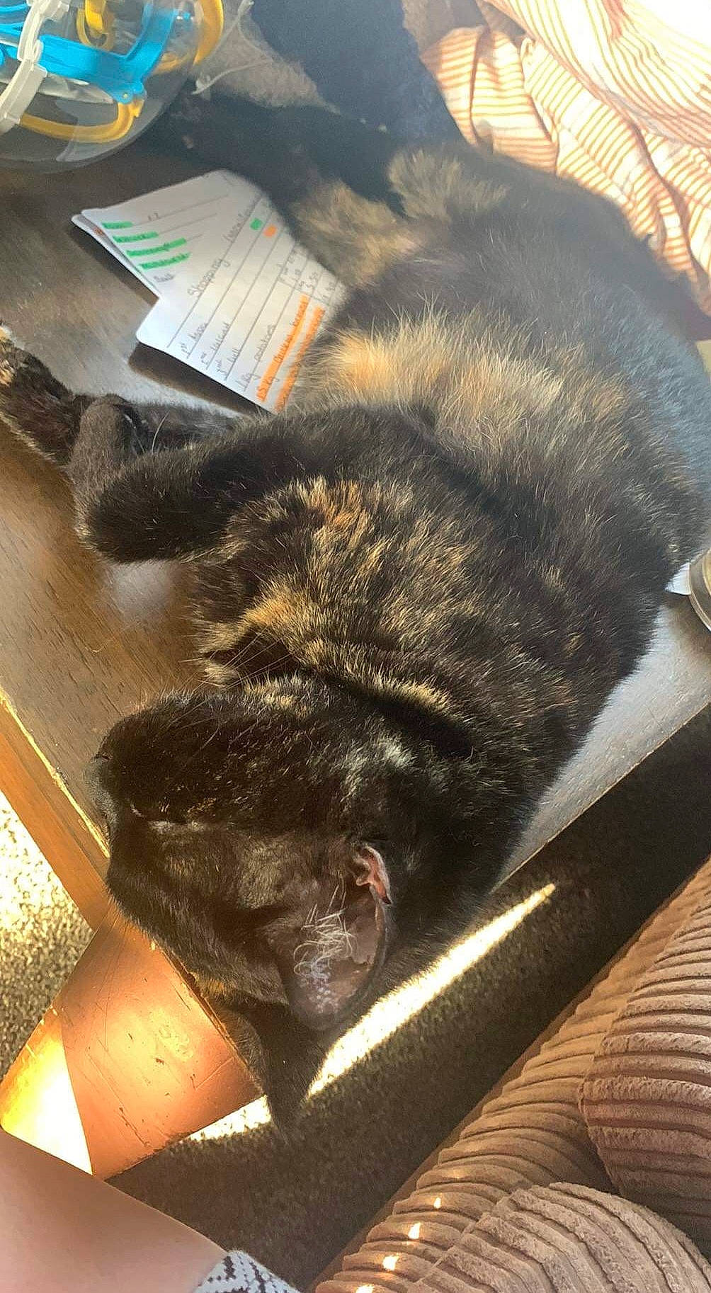 Zero joined the competition — help win amazing prizes! canidae, carnivore, claw, comfort, dog_breed, felidae, flooring, foot, fur, gesture, human_leg, nap, paw, small_to_medium_sized_cats, snout, sporting_group, tail, terrestrial_animal, tints_and_shades, wood