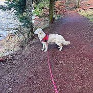 Aura a rejoint le concours — aidez-le/la à gagner de superbes lots ! adventure, animal, canine, curious, daylight, dog, earth, flora, forest, harness, leash, nature, outdoor, path, pets, scenic, trail, trees, walking, water